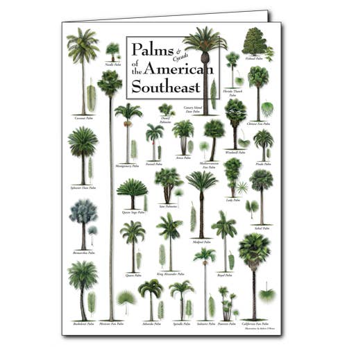 Palms of the Southeast Greeting Card for wholesale by Earth Sky + Water