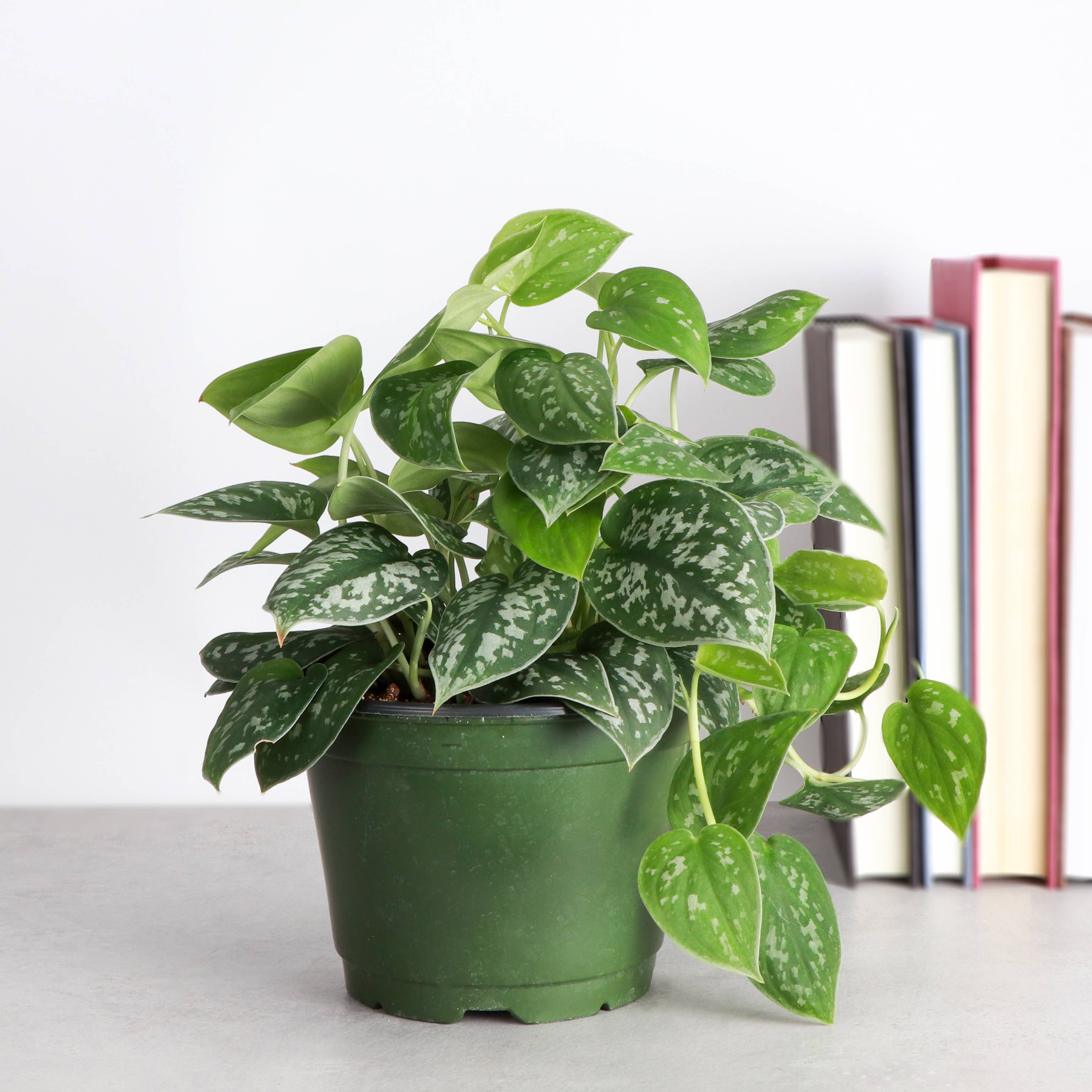 Thorsen's Greenhouse - Vente Plante - Satin Pothos, Scindapsus Pictus - Plante vivante6