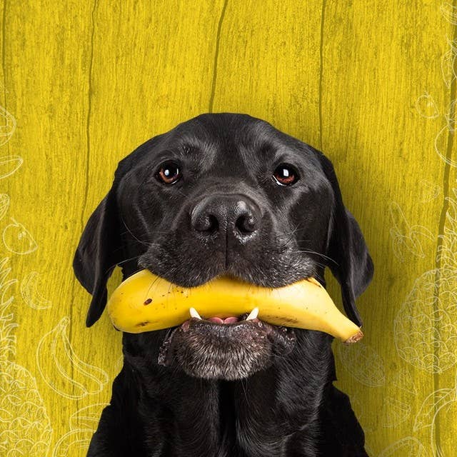 Tippy Taps Treats – wholesale Godis - Hund – Naturliga hundgodisar, banan tugg 100 g - vegansk & glutenfri5