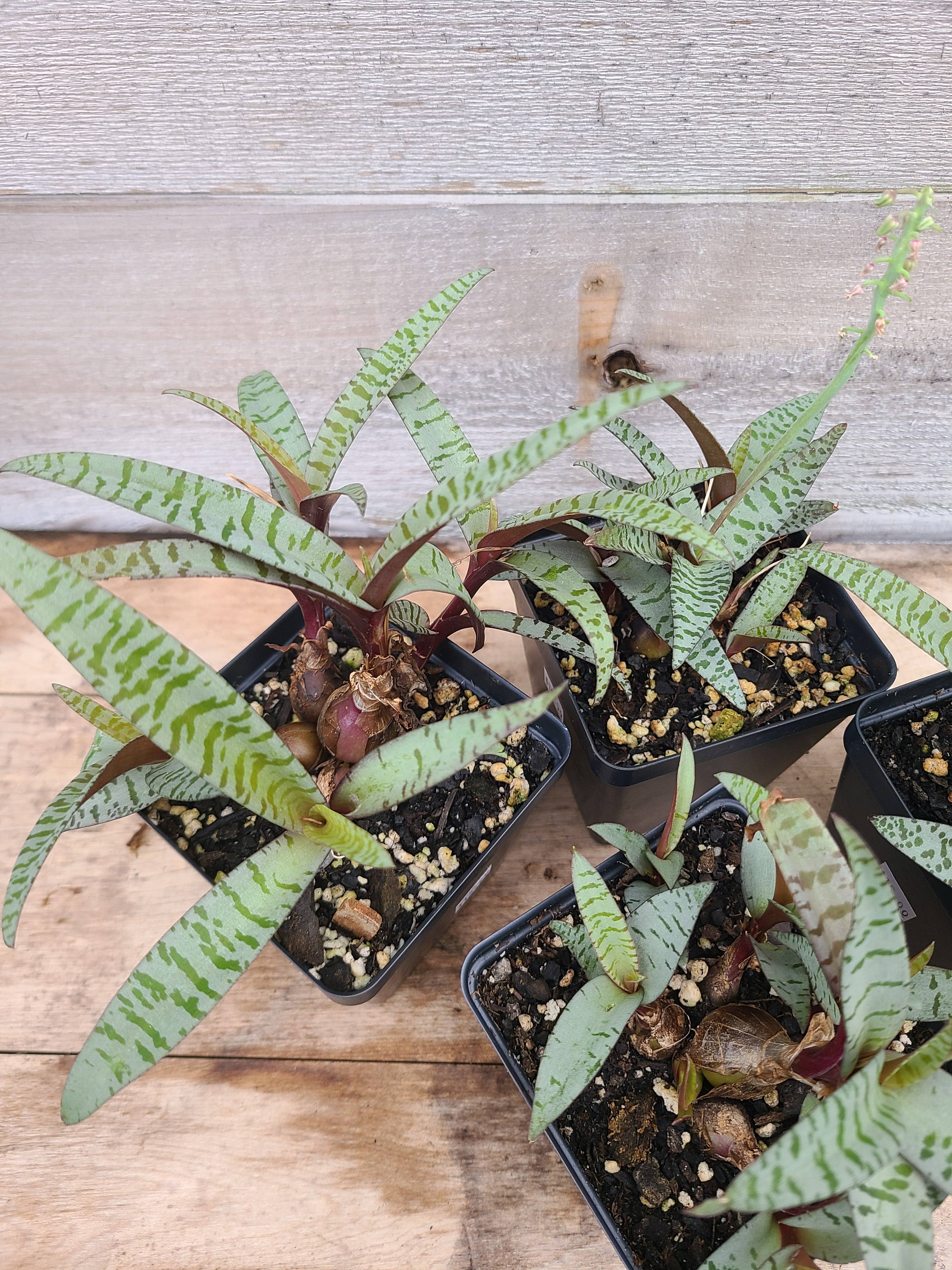 Buzz + Thrive Gardens - Wholesale Live Plant - Ledebouria socialis2