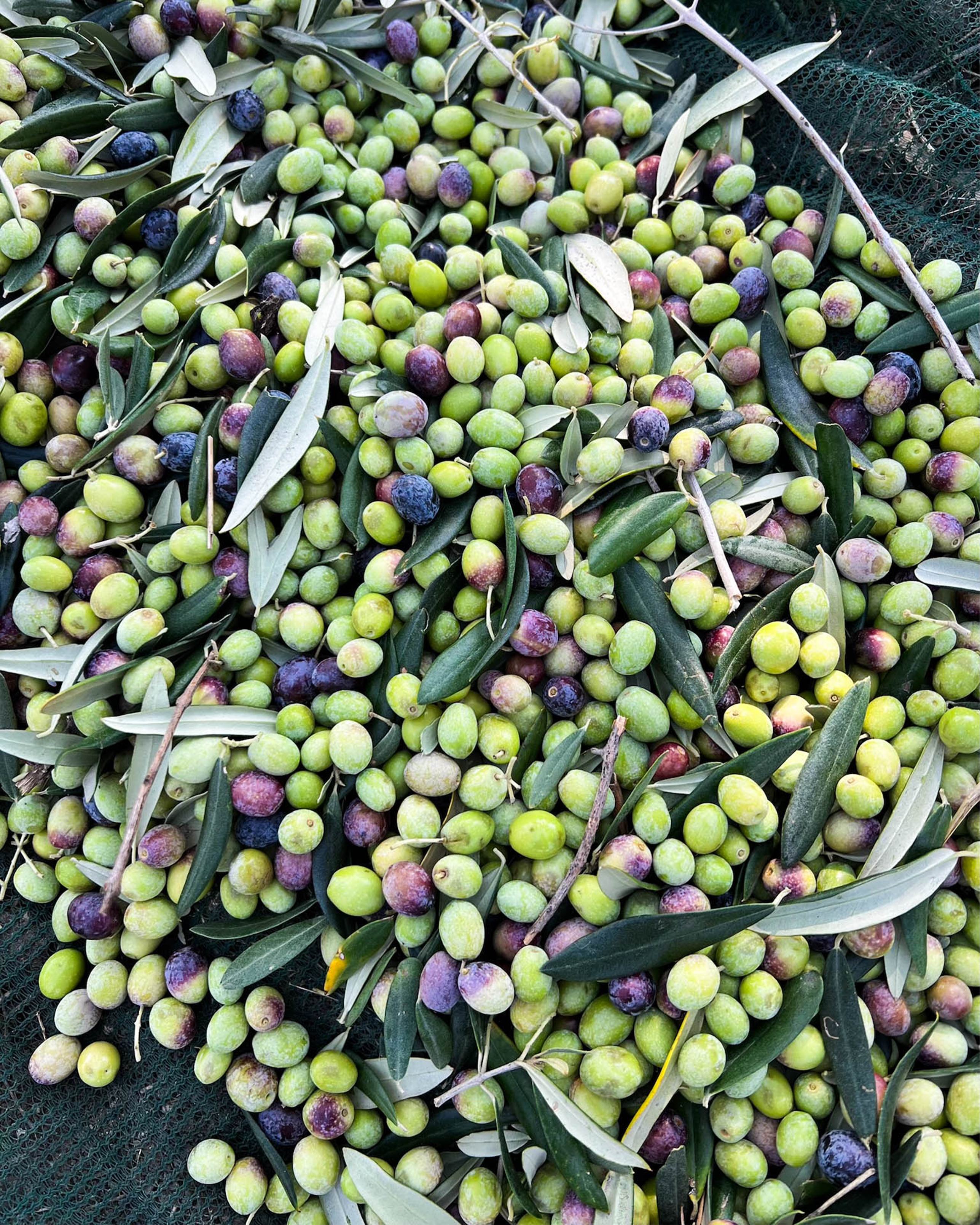 OLIO DI SERRA - Wholesale Olive Oil - OLIO DI SERRA - Extra virgin olive oil - Vintage 2024 - BAG-IN-BOX (3L)2