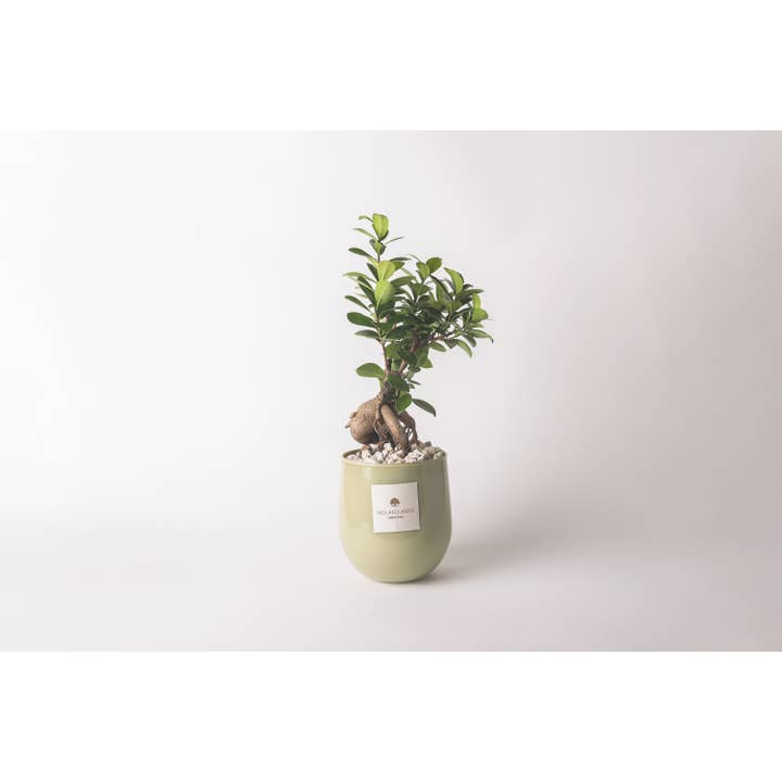 Paola Rolando Creazioni - Wholesale Live Plant - Bonsai Ficus Ginseng In Hope Glass Vase1