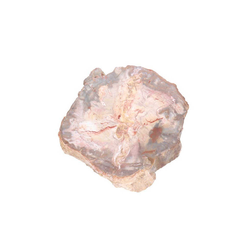 Vives de la Cortada S.L - Vente Pierre et cristal de spiritualité - Assiette en xylopal - bois fossile0