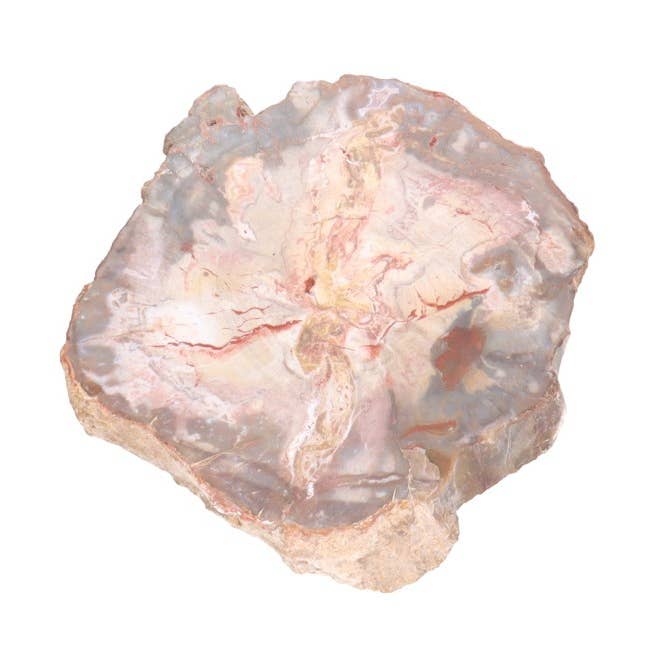 Vives de la Cortada S.L - Wholesale Spiritual Stone/Crystal - Xylopalum plate - Fossil wood0