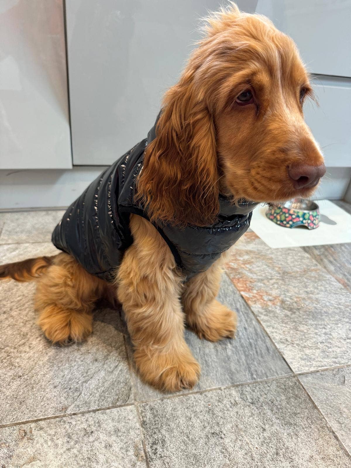 Henry Wag - Venta al por mayor Abrigo - Perros - Abrigo Acolchado para Perros de Doggy Concepts Outerwear14