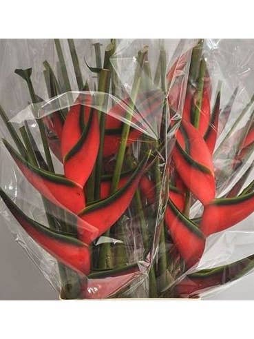 Heliconia Red Upright 6 Stems for wholesale by Florasource