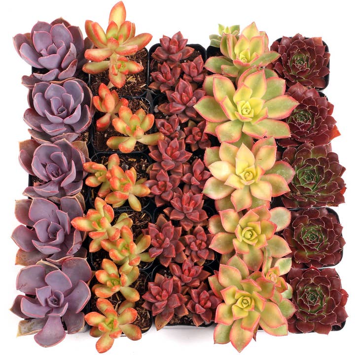 Mountain Crest Gardens - Wholesale Succulent - Nuthin' But Color Succulents 25-Pack (5 Varieties, 2" Pots) 3