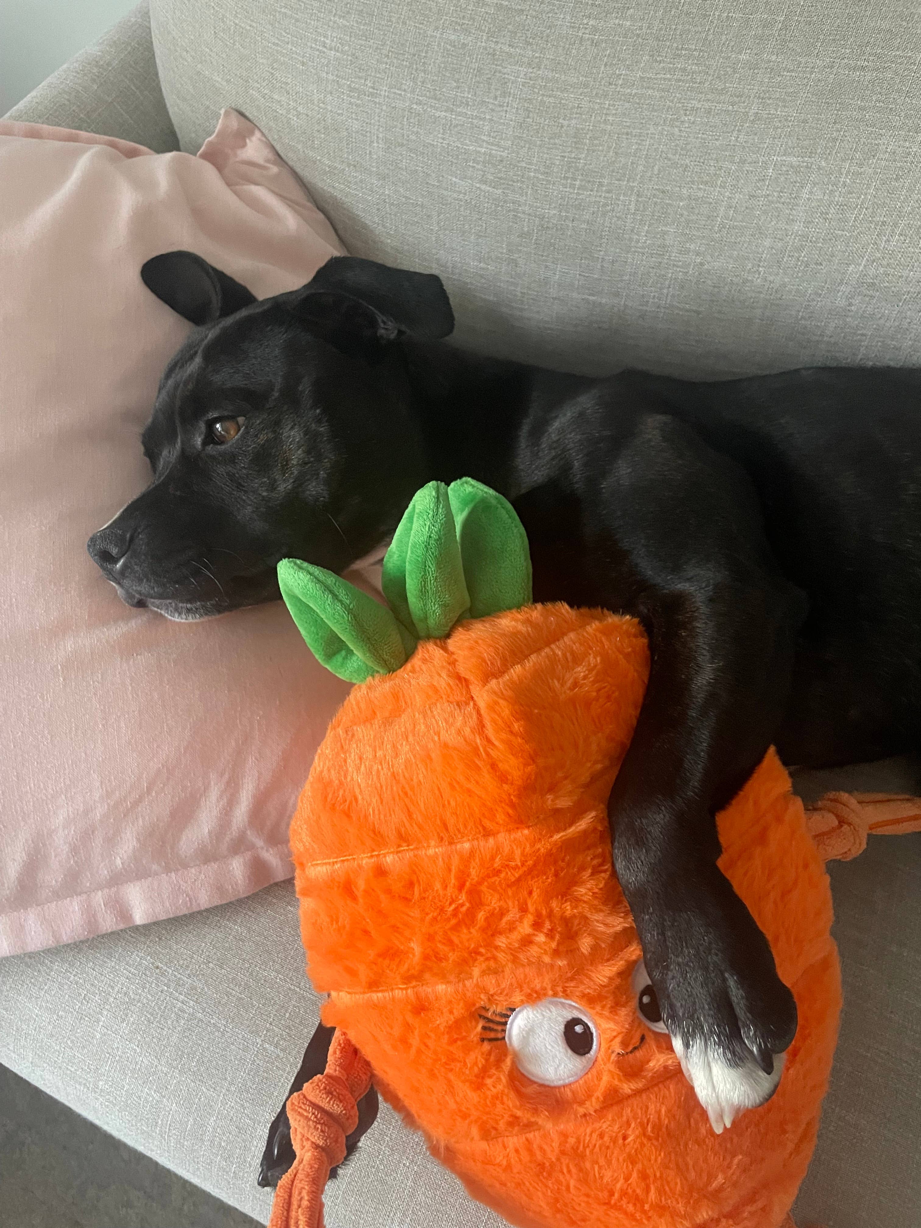 Pals For Paws - Wholesale Pet Plush Toy - Dog - Pals for paws™Carrot Plush Dog Toy-100% recycled Materail3