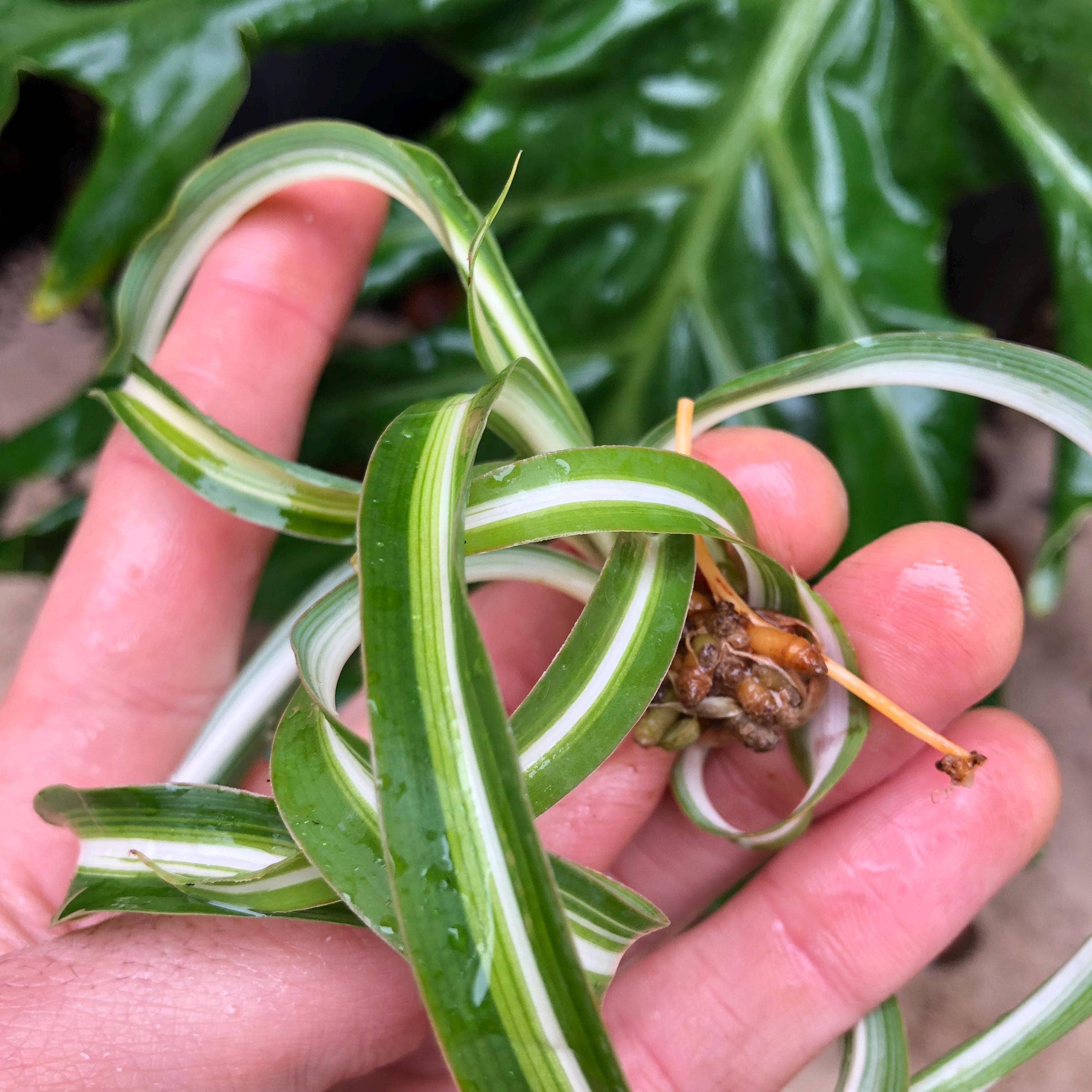 Wildheart Crystals – wholesale Levande växt – Lockig Bonnie spindelväxt - Luftrenande krukväxt för barnrum1