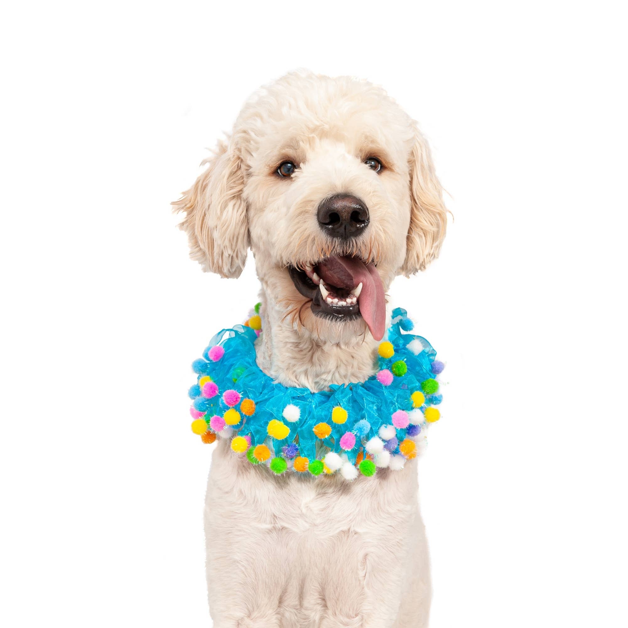 Midlee Designs - Wholesale Pet Collar - Dog - Midlee Blue Birthday Pom Pom Dog Collar4