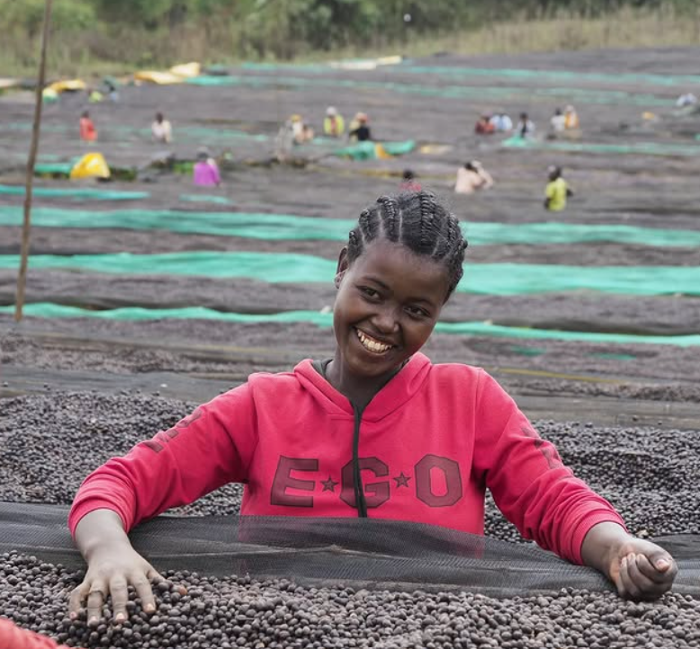 Red Rooster Coffee Roaster - Wholesale Coffee Beans - Ethiopia Worka Sakaro Anaerobic Natural Light Roast Coffee10