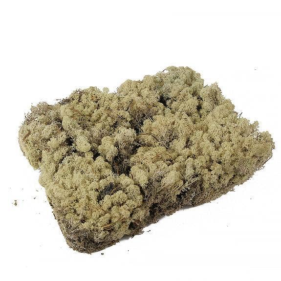 Dutch Flower Lady - Wholesale Dried/Pressed Flowers - Preserved Reindeer Moss 6 choose from colors7