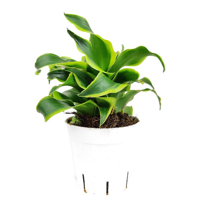 Best Plant Friend - Wholesale Live Plant - Dracaena Tornado - Houseplant For Beginners - 4in Grower Pot1