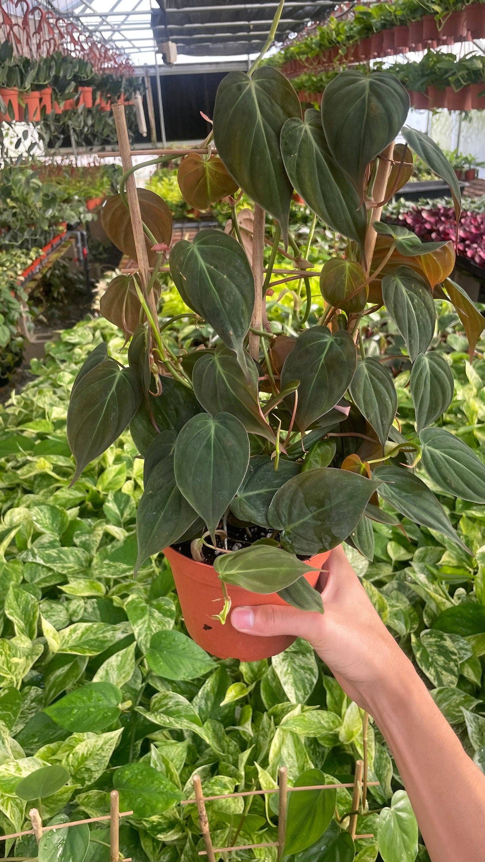 MyPlants LLC - Wholesale Live Plant - Trellis Philodendron Micans - 6" from MyPlants1