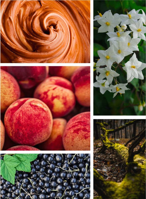 Compositeur de Parfums – Großhandel Parfüm/Eau de Toilette – Cannes 15 ml2