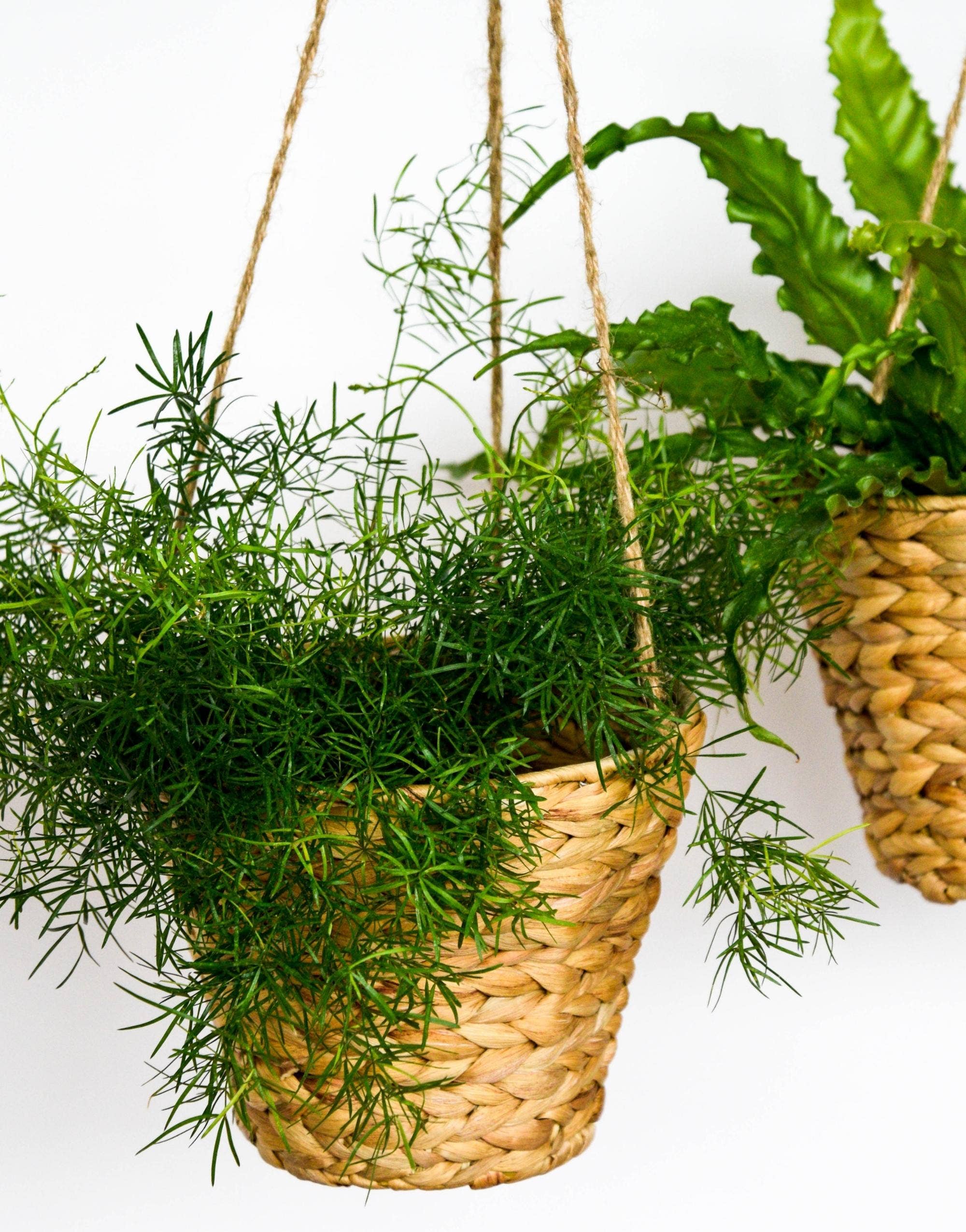 Ivyline – wholesale Hanging planter – Set of 2 Sustainable Hanging Water Hyacinth Planters0