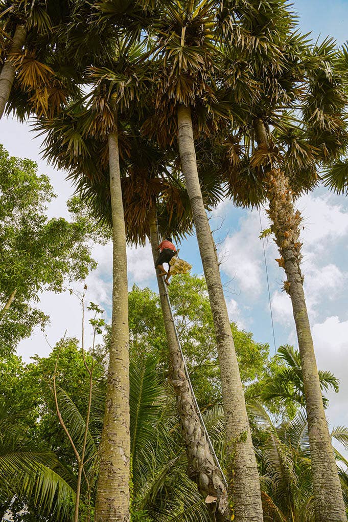 Vân Vân - Wholesale Sugar/Sweetener - Palmyra Sugar6