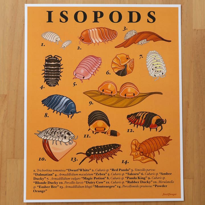 Isopods Print for wholesale by Fossil Forager