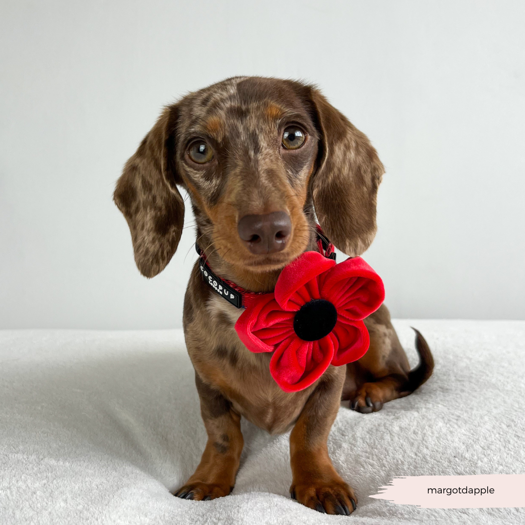 Cocopup London – wholesale Pet collar – Dog – Poppy Collar Flower3