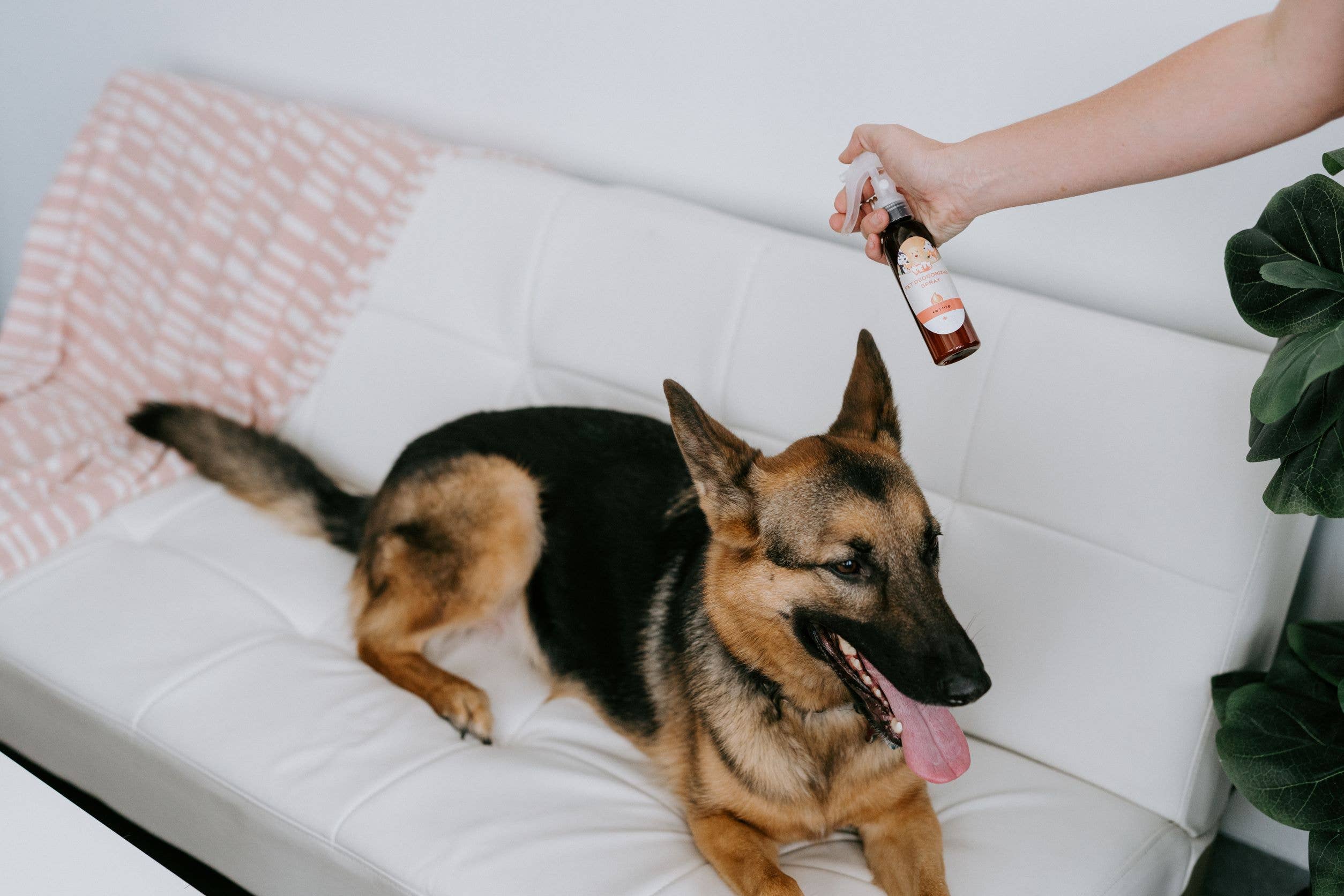 Punkin Butt – wholesale Deodorantspray för djur – Djurdeodoriserande Spray2