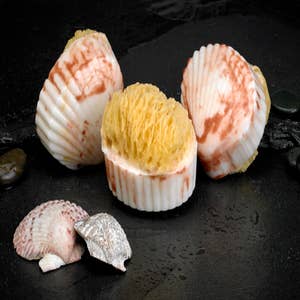 Set of 6 Real Baking Scallop Shells (3 1/2-3 7/8) for Cooking