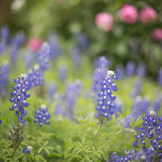 Tirage photographique Texas Bluebonnets pour la vente par Ann Hudec Photography