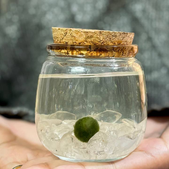 Medium Marimo Moss Ball Terrarium with Clear Quartz Stones for wholesale by Moss Amigos | Moss Ball Terrariums