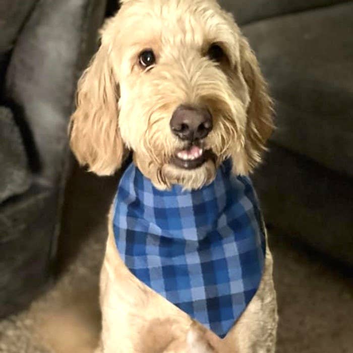 RUFFLECT Dog Bandanas - Vendita all'ingrosso Bandana - Cani - Bandana per cani Glacier Plaid Flannel RUFFLECT®8