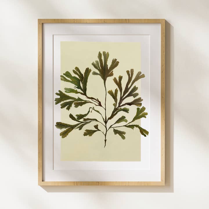 Serated wrack for wholesale by Dollybirds Art