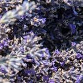 Aromedi - Vendita all'ingrosso Fiori secchi/pressati - Fiori di lavanda sfusi