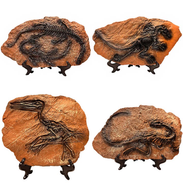 Texas Toy Distribution - Wholesale Decorative Figurine - Dinosaur Prehistoric Skeleton Plaque w/ Holder, 4 Dinosaurs