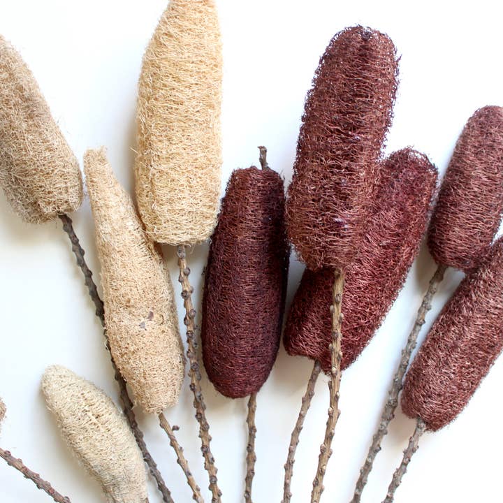 Luffa - Dried and other Purchase Wholesale luffa. Free Returns & Net 60 Terms on Faire trending on Faire.