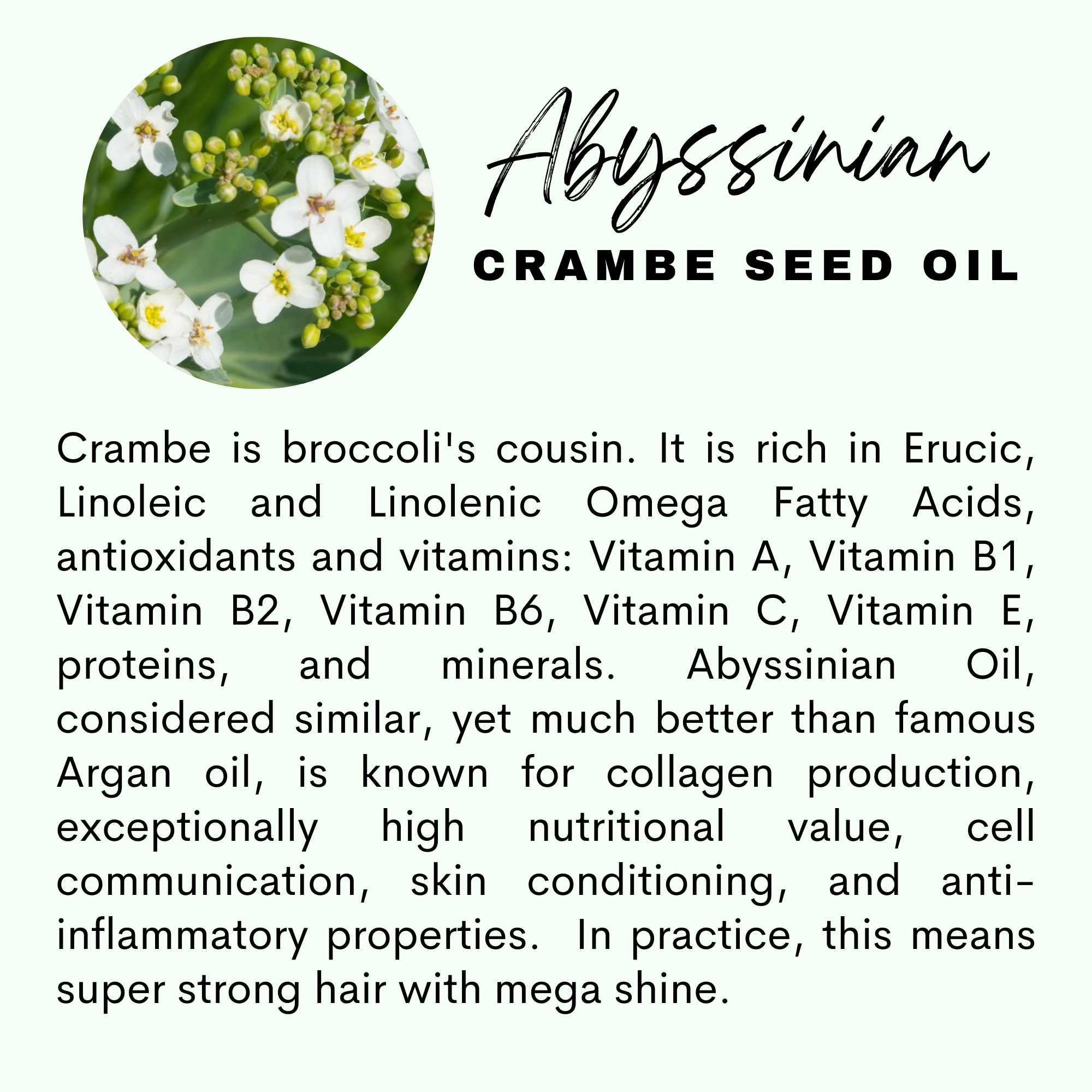 The Sacred Essence – wholesale Hårolja – HÖGRE VISDOM - 16 Kraftfull hårväxt och stärkande oljor13