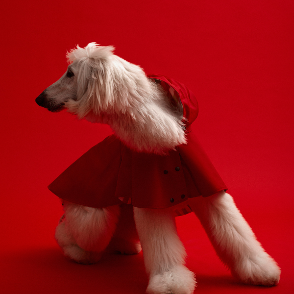 ARISTOPET - Wholesale Pet Raincoat - Dog - WILLIAM WATERPROOF JACKET6