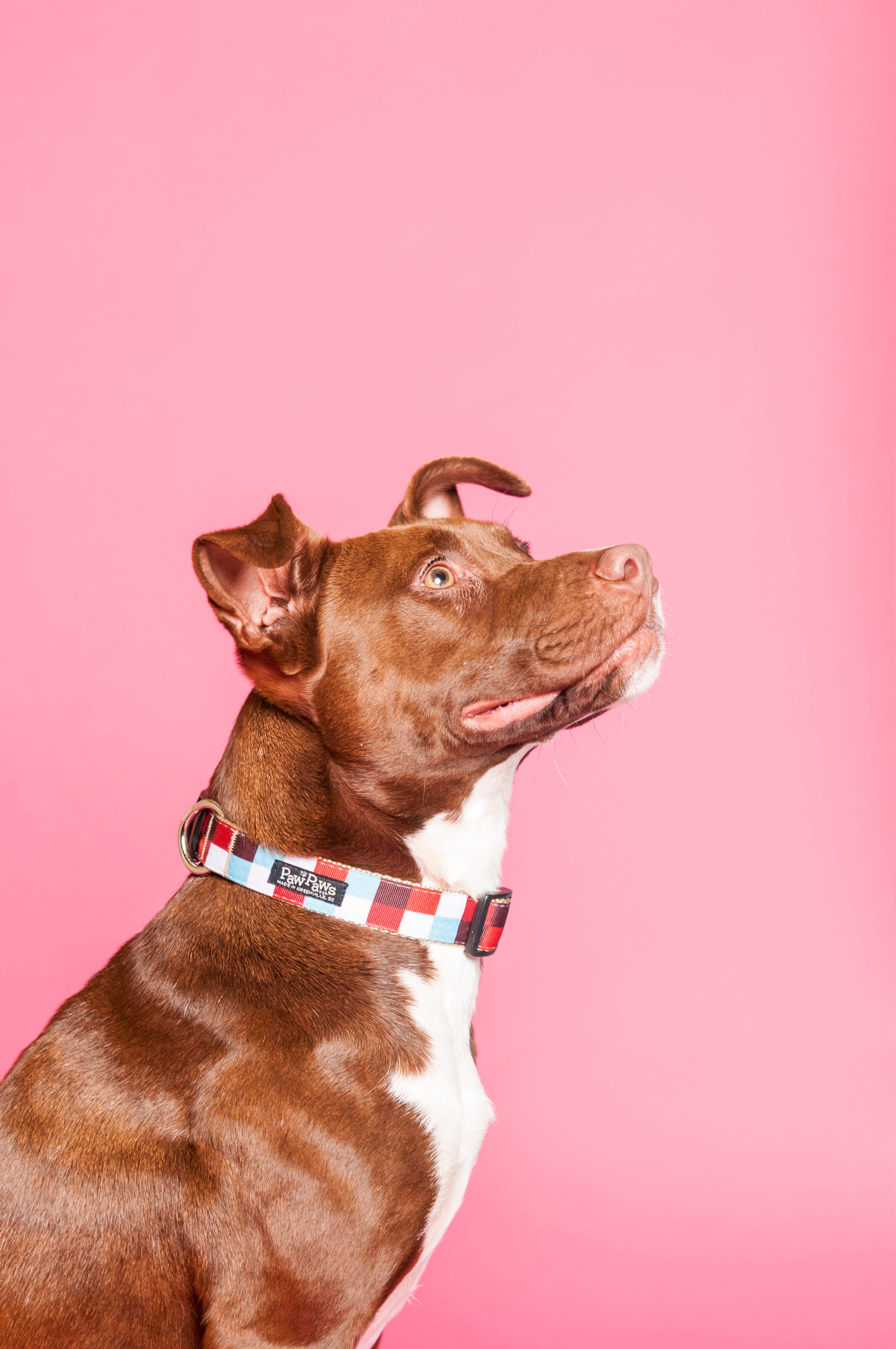 Paw Paws USA - Wholesale Pet Collar - Dog - Hula Hoop Dog Collar5