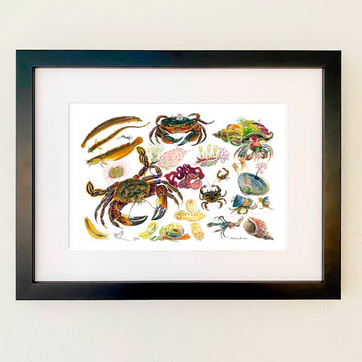 Velvet Crab & other Rock Pool Creatures Print for wholesale by Wildlife By Mouse