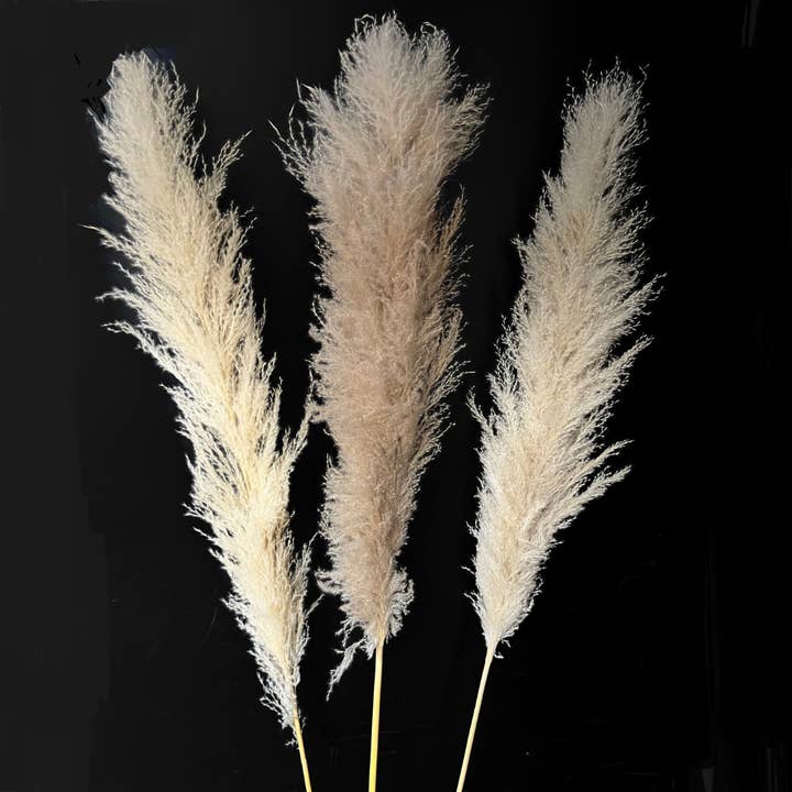 Botanico Ltd. - Wholesale Dried/pressed flowers - Pampas Grass8