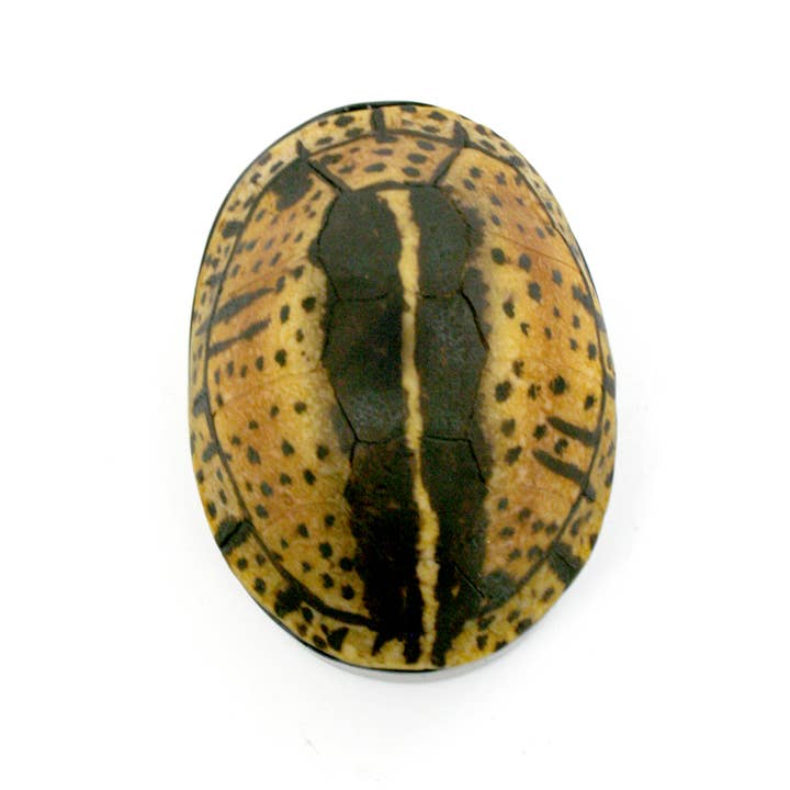 Modern World by Contrast Inc. - Wholesale Decorative Box - Yellow Black Turtle Shell Box3