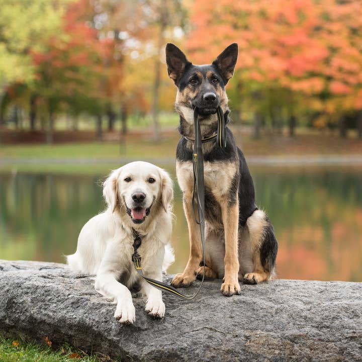 GF Pet - Vendita all'ingrosso Guinzaglio - Cani - Guinzaglio per cani dell'esercito americano - Dark Camo2