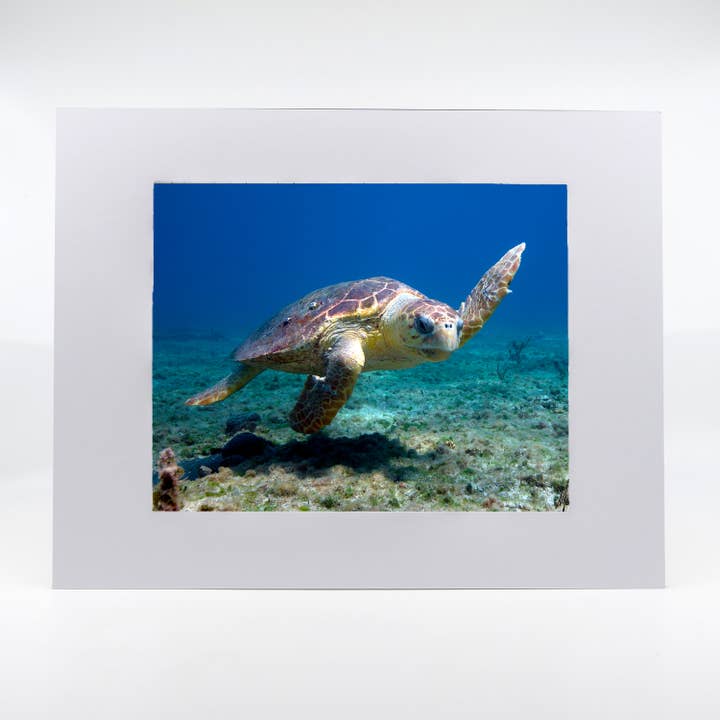 Artwork-Loggerhead Sea Turtle for wholesale by Mike Ring Photography