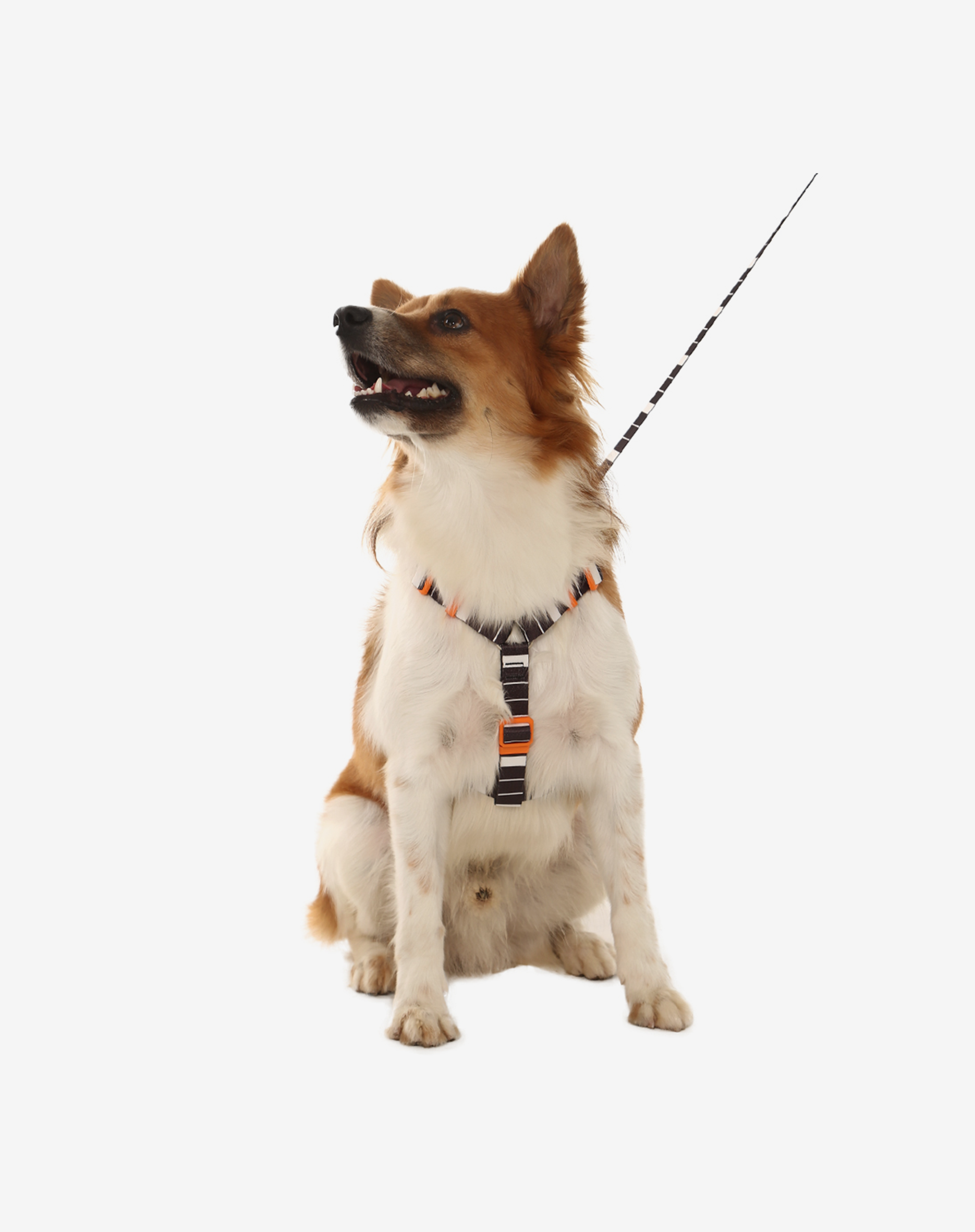 Toh – trela - Cão por atacado – The H-Harness + Leash Set Eclipse2