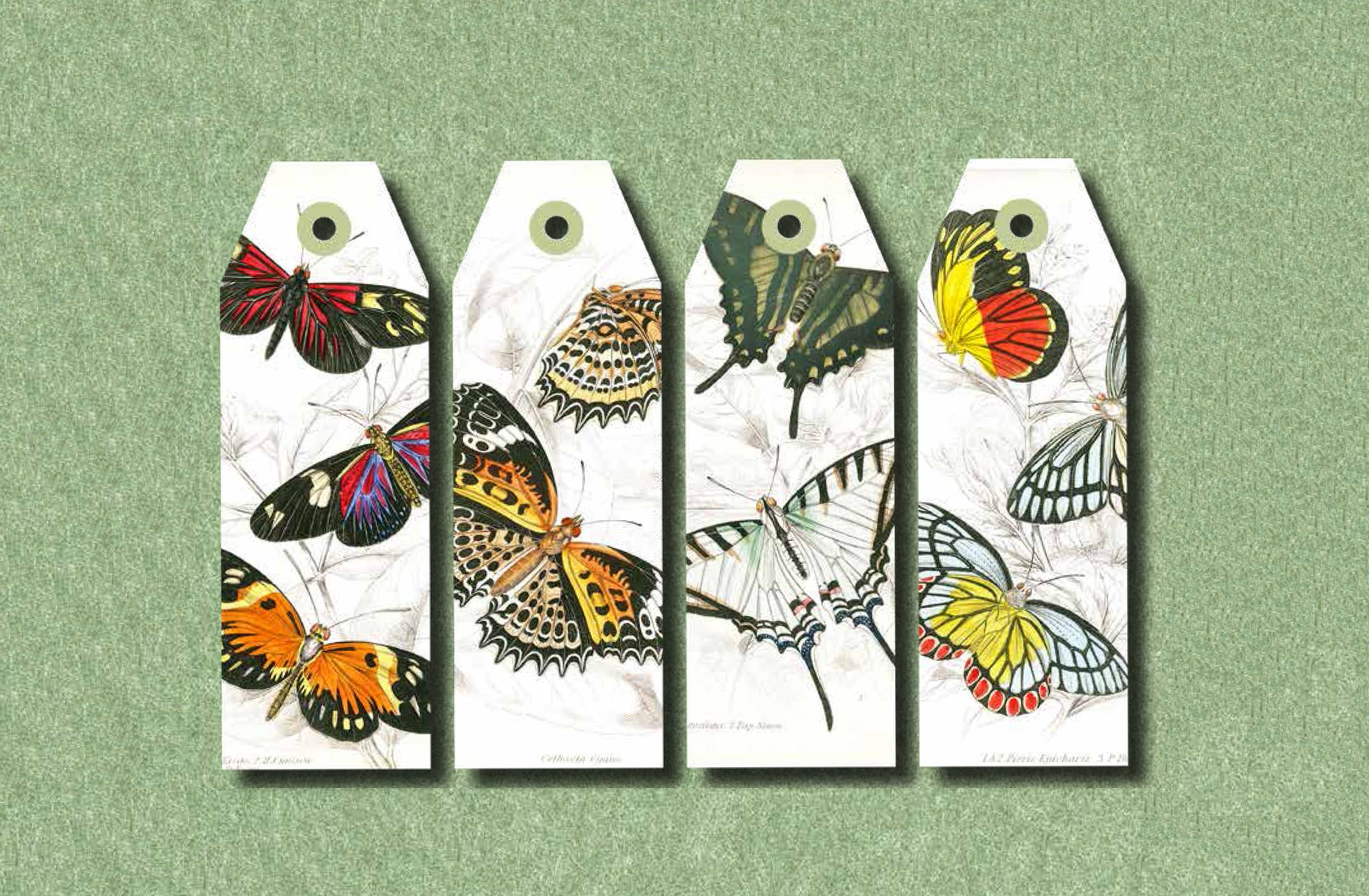 Pepin Press - Wholesale DIY Craft Kit - Natural History Papercraft Book2