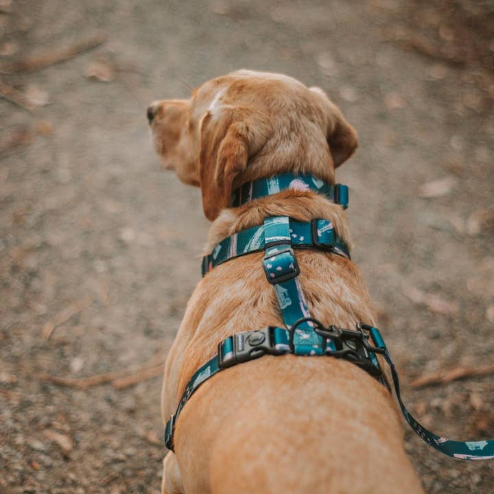 Stylish Hound - Wholesale Pet harness – Dog - Nova Explorer Chest Plate7