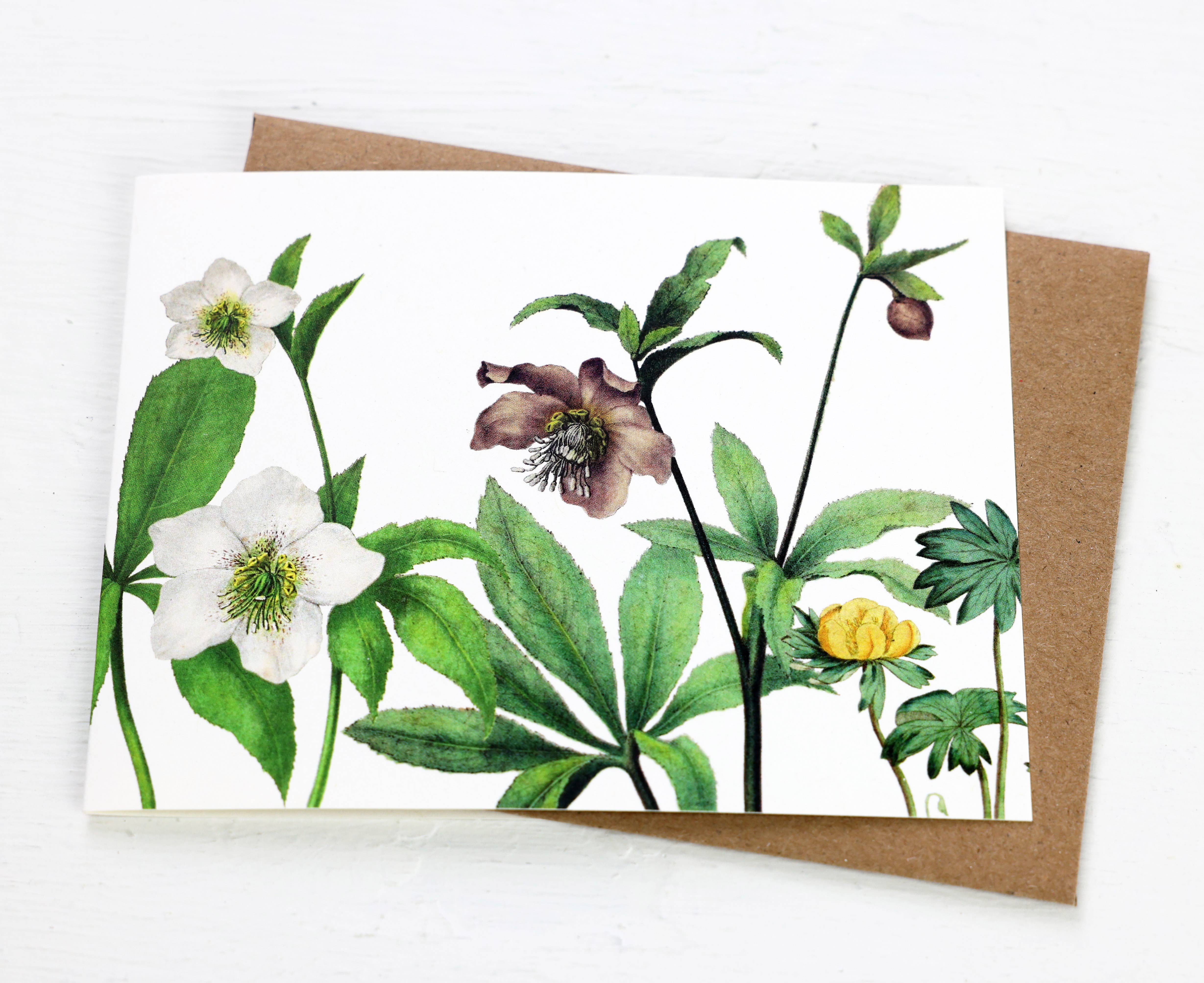 Fairhope Graphics - Wholesale Gewone wenskaart - Hellebores-kaart1