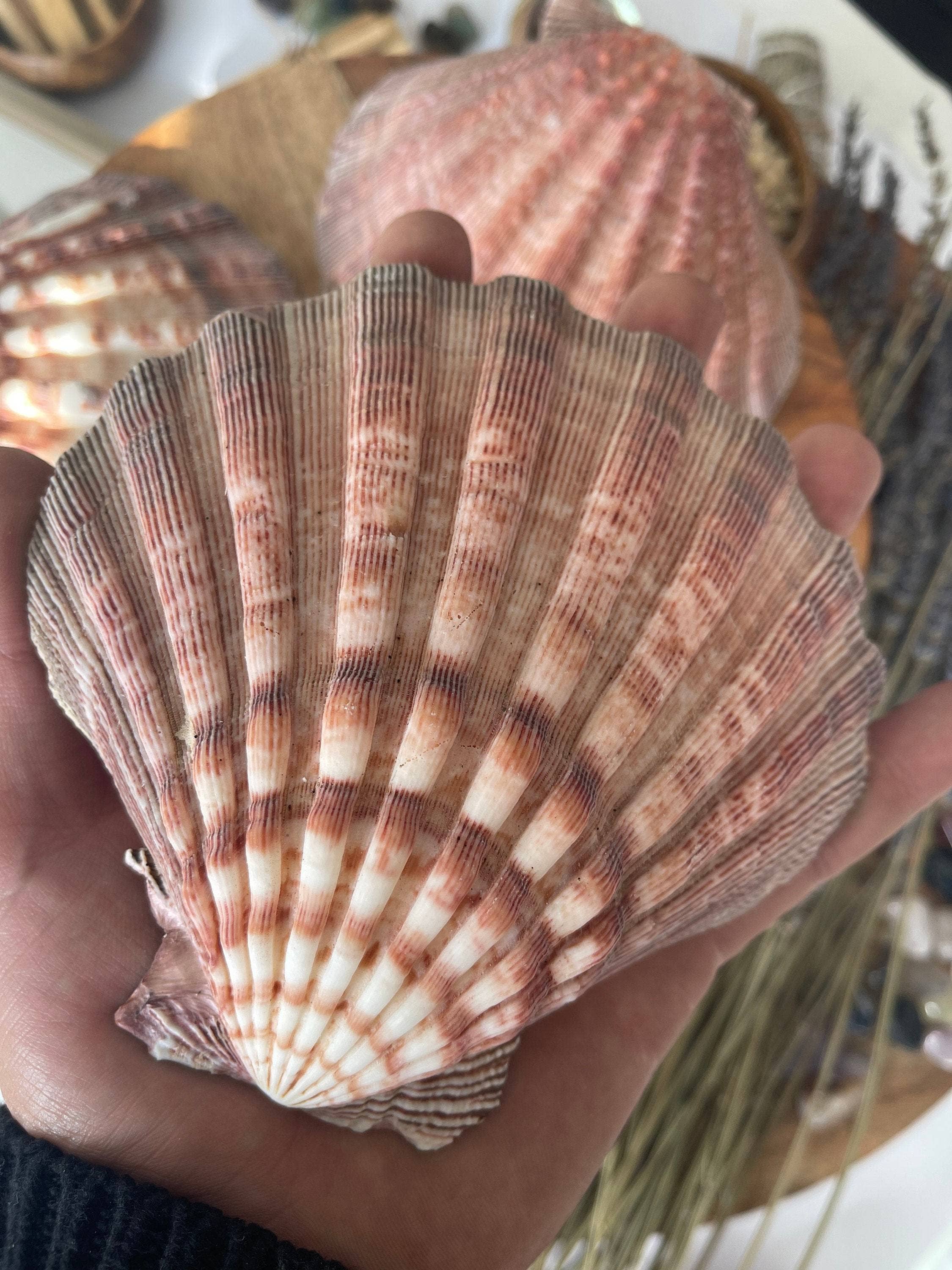 CaNatureLover - Wholesale Decorative Tabletop Object - LIONS PAW SHELL 5-7 inch very high quality hand picked Whole6