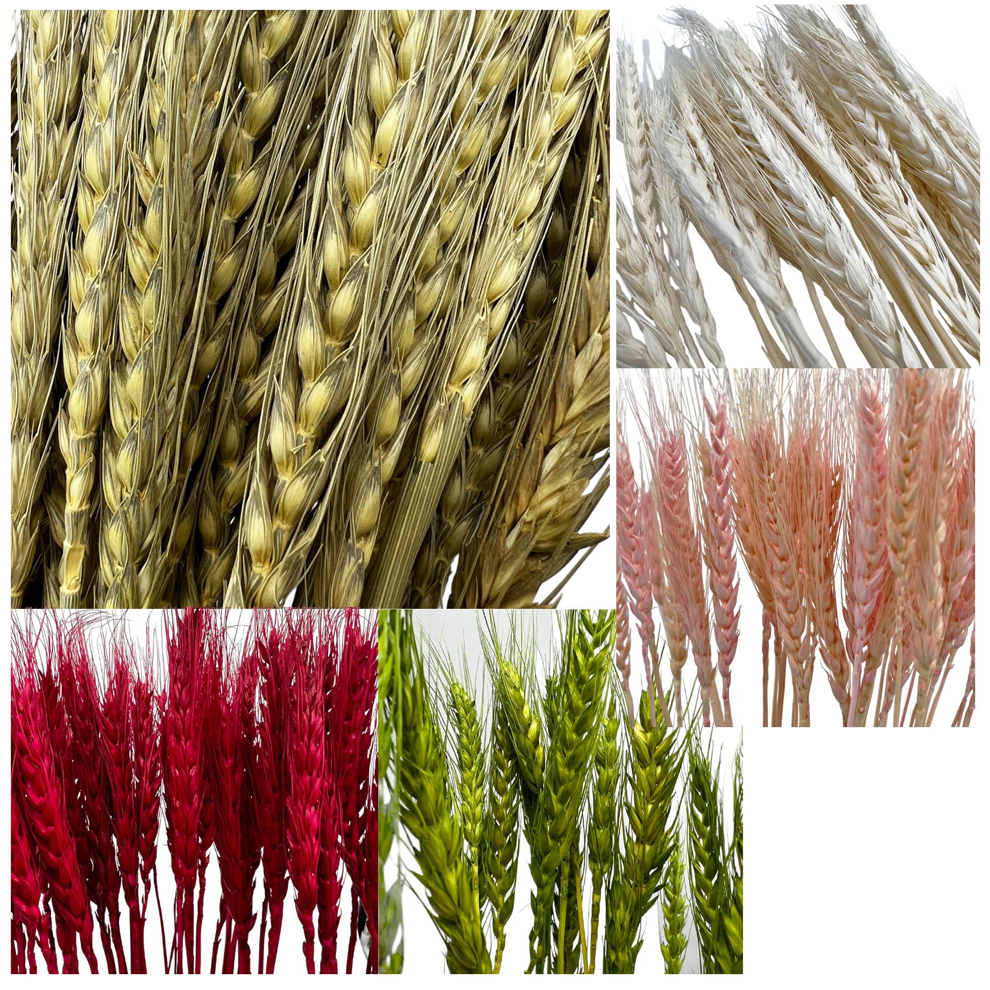 2626 Designs – wholesale Torkade/pressade blommor – Torkat vete, 50 st, cirka 61 cm långt23