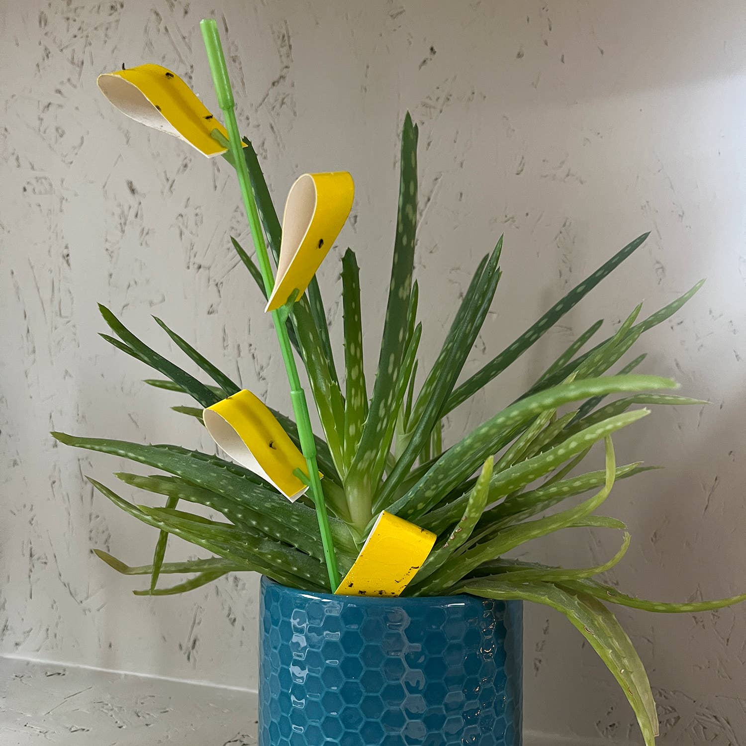 Botanopia - gifts , decor and cards for plant lovers – Großhandel Gartenwerkzeug – SOS Pflanzenset – Rettung kranker Pflanzen Blatt für Blatt8