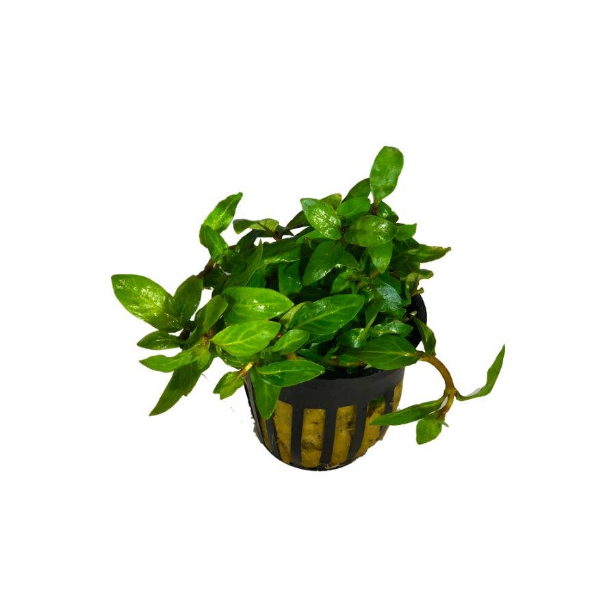 Wetplants - Wholesale Live Plant - Grower's Choice Assorted Aquatic 2" Potted Plants