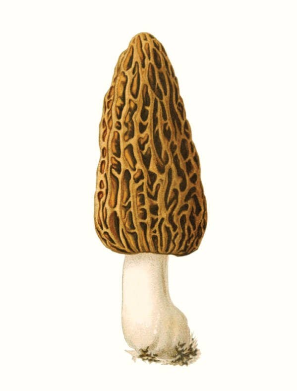 W. W. Norton - Wholesale Nature & Outdoors - Mushrooms5