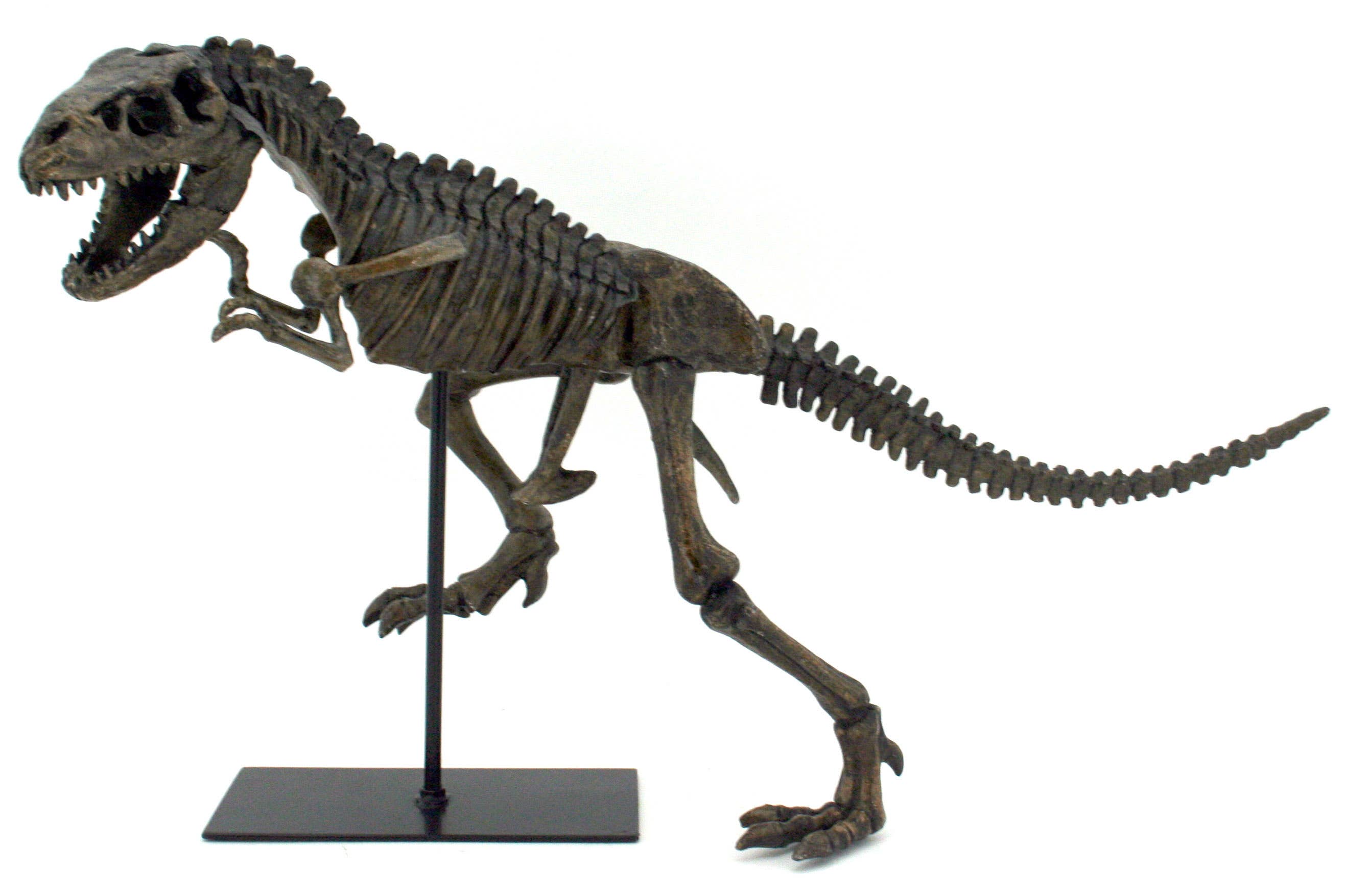 Modern World by Contrast Inc. – Großhandel Dekofigur – Faux T-Rex Tyrannosaurus Rex Dinosaurier Fossil0